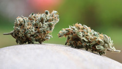 Durchsuchungen in Hessen gegen Cannabis-Schmuggl