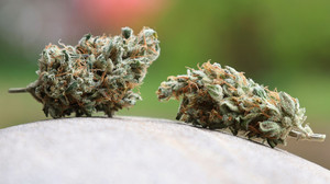 Durchsuchungen in Hessen gegen Cannabis-Schmuggel