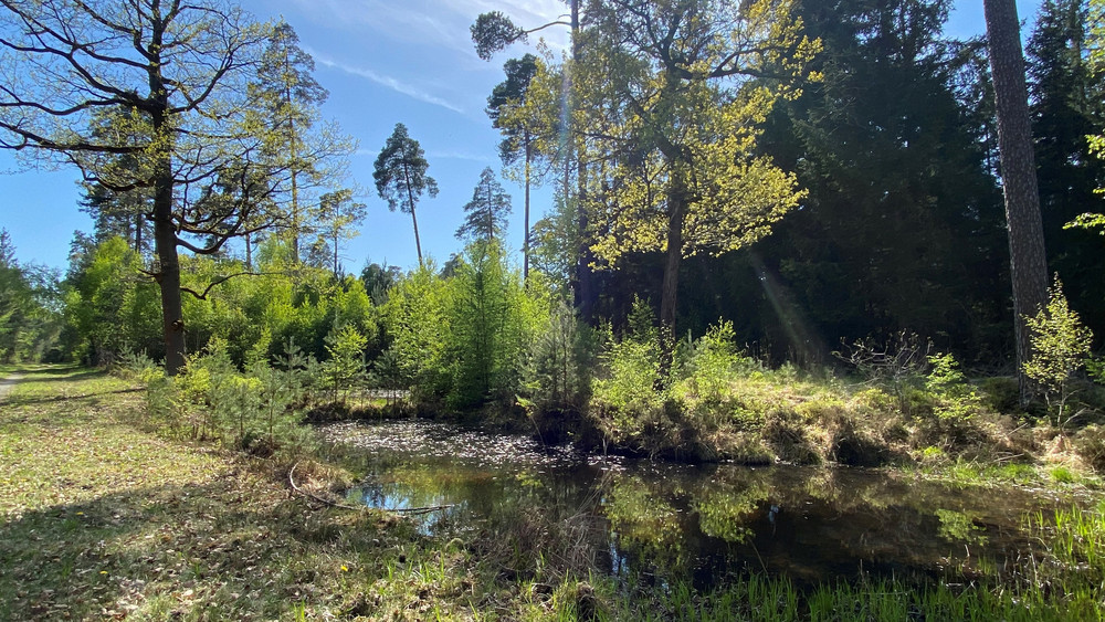 20 solcher Weiher und 40 Quellen hat die Projektgruppe in dem Wald bei Großenlüder entdeckt. 