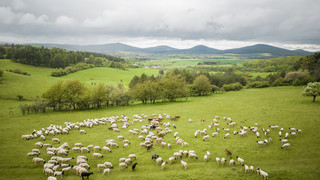 Hessen zieht es aufs Land: 3/4 der ländlichen Gemeinden melden Zuzug
