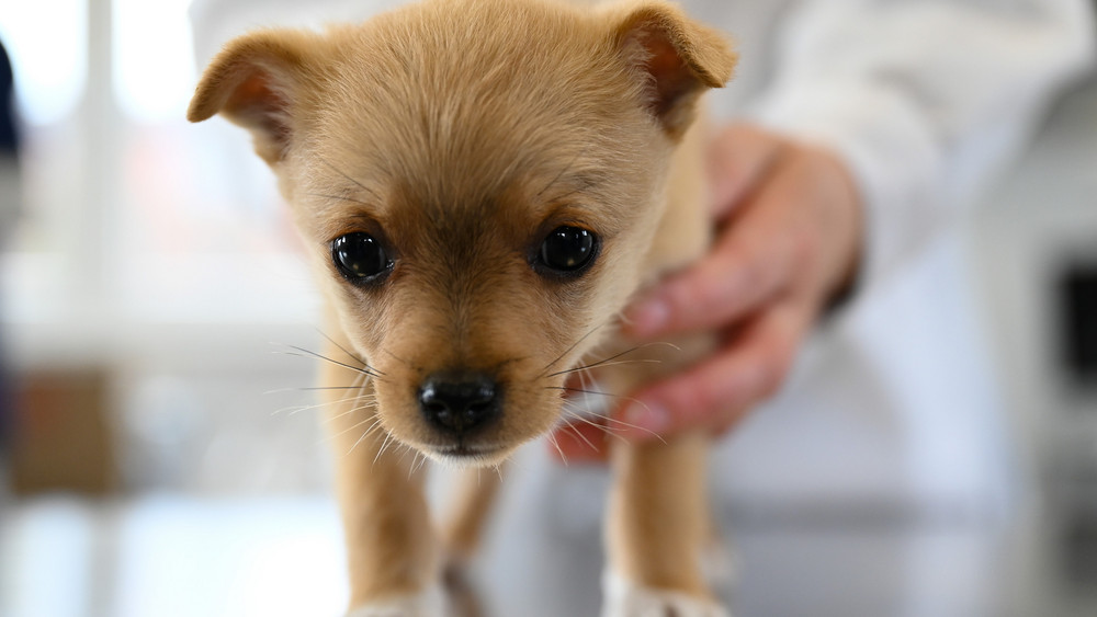 Ein Baby Chihuahua