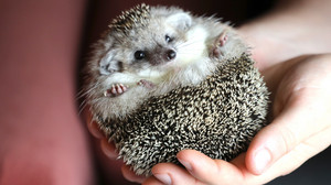 NABU Hessen gibt Tipps: Hilfe für Igel beim Überwintern