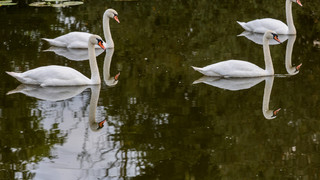 Geflügelpest im Vogelsbergkreis: Tote Schwäne am Ober-Mooser See