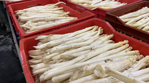 Hessische Spargelernte beginnt langsam: Wann es genug gibt