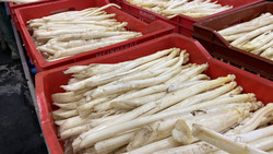 Hessische Spargelernte beginnt langsam: Wann es genug gibt