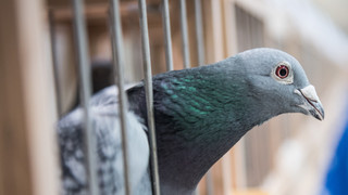 Taubenschlag in Kassel: Ehrenamtliche halten Zahl der Vögel klein