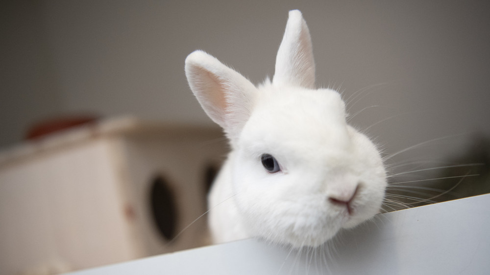 Nachdem Unbekannte im Seligenstädter Tierheim (Friedrich-Ebert-Straße 29) Giftköder ausgelegt haben, ermittelt die Kriminalpolizei und sucht Zeugen (Symbolfoto).