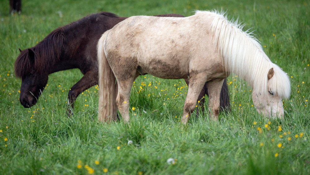 Ponyspaß in Bensheim
