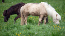 Ponyspaß in Bensheim