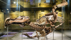 Senckenberg Museum FFM