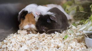 Meerschweinchen-Rettung aus Sperrmüll in Heidelberg