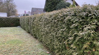 Reinheim: Anwohner kämpfen um über 40 Jahre alte Hecke im Schäferweg
