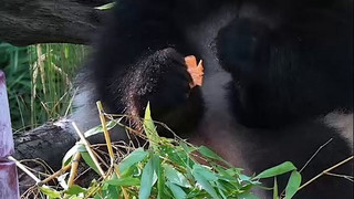 Flauschige Party im Berliner Zoo: Panda-Zwillinge feiern 2. Geburtstag