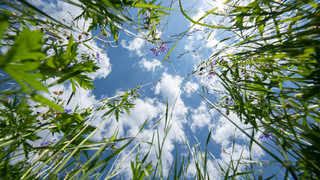 Das Wetter zum Wochenende: Schön und Sommerlich