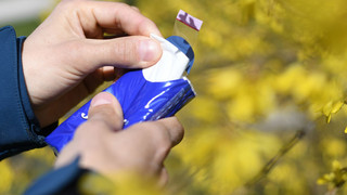 Heuschnupfen-Saison: Diese Pollen sind aktuell in Hessen unterwegs