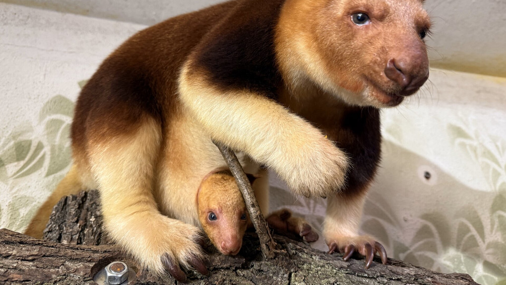 Süßer Nachwuchs in Zoos und Tierparks!