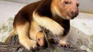 Süßer Nachwuchs in Zoos und Tierparks!