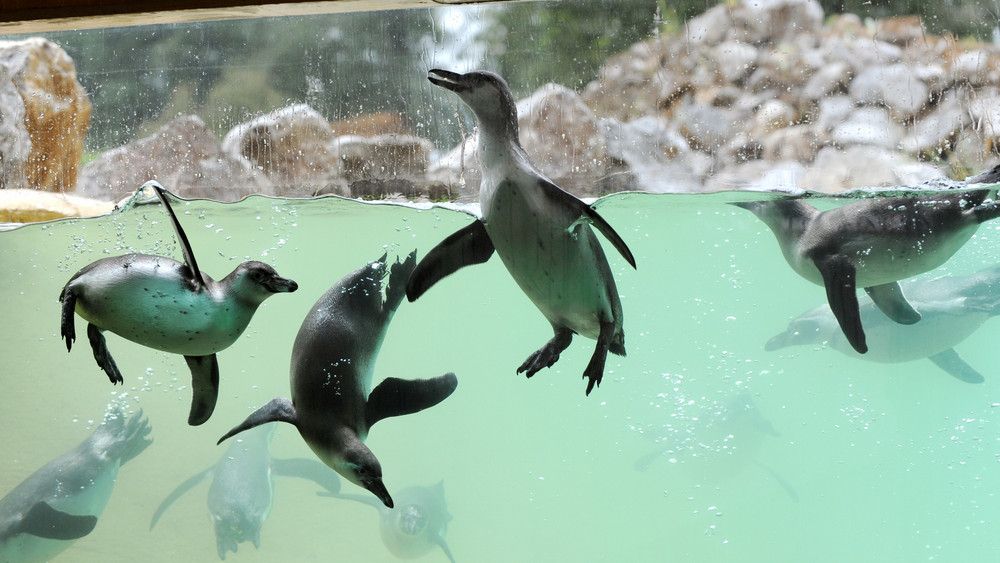 Der Tierpark Sababurg öffnet am Donnerstag wieder.