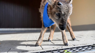 Lämmchen Henry bringt Schwung ins Rathaus von Enzklösterle