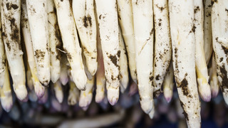 Lampertheim: Neue Spargelkönigin gesucht