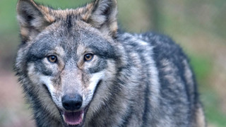 Zwei Jungwölfe im Lahn-Dill-Kreis dürfen getötet werden