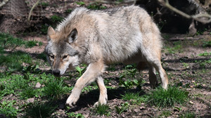 Schafe im Westerwald gerissen: Wolf unter Verdacht