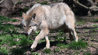 Schafe im Westerwald gerissen: Wolf unter Verdacht