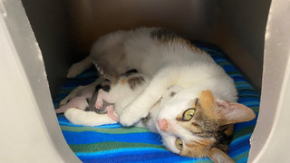 Tierheim Fulda-Hünfeld sucht Paten für Katzenbabys