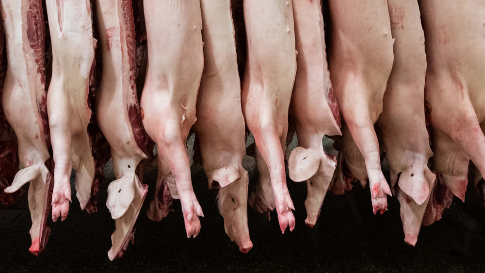 Halbierte Schweine hängen in einem Schlachthof. Die Fleischproduktion ist im vergangenen Jahr weiter gesunken - vor allem die Menge des produzierten Schweinefleischs (Archivbild).