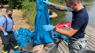 Umwelt-Alarm: Hunderte tote Fische im Schwanenteich in Gießen