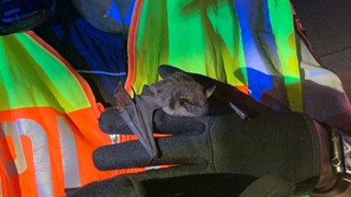 Fledermaus-Angriff auf A61 bei Speyer: Fahrer auf Fahrt angegriffen