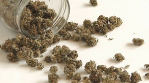 Schwierigkeiten bei Cannabis Clubs - Grasanbau könnte sich verzögern