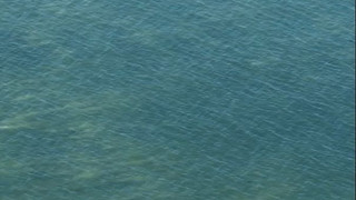 Giftige Blaualgen an der Ostsee– Riesige Teppiche vor der Küste
