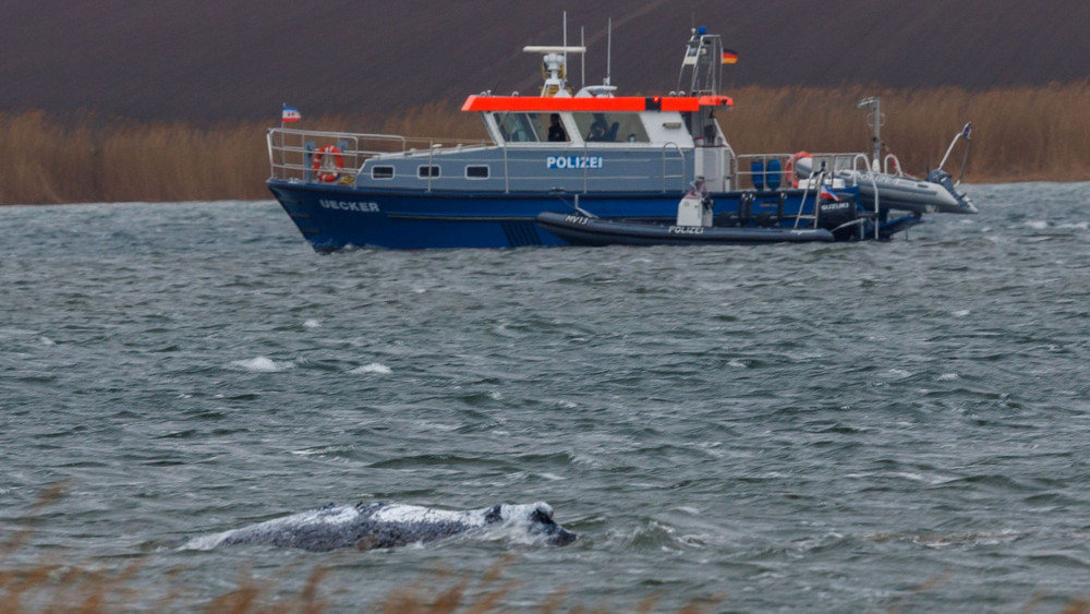 Gestrandeter Buckelwal schwimmt