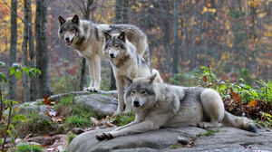 Lebensraum, Beute, Gesetze: Das sollten Sie über Wölfe wissen