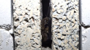 Zuflucht im Bunker: Winterquartier für Fledermäuse