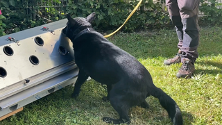 Spürhunde sollen Corona-Infektion erschnüffeln