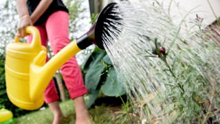 Wie oft Rasen mähen & gießen? Tipps vom Experten