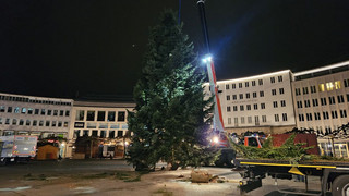 Transport in der Nacht: Kasseler Weihnachtsbaum steht