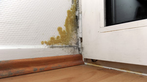 Schimmel im Haus entfernen und vermeiden: Alle Tipps & Tricks