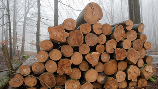 Wegen hoher Energiepreise: HessenForst erwartet mehr Holzdiebe