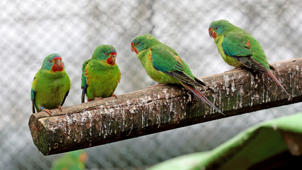 Polizeieinsatz in Bad Kreuznach