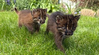 Seltene Katzenbabys in Heidelberg: Asiatische Goldkatze