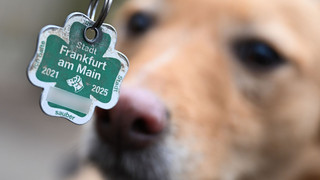 Rund zehn Prozent der Kommunen schlagen bei Hundesteuer auf