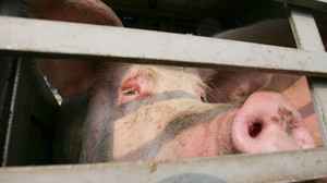 Schweinetransporter kippt in Lich-Eberstadt um