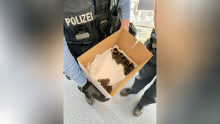 Fuldabrück: Entenfamilie verirrt sich auf Autobahn Rettungsaktion