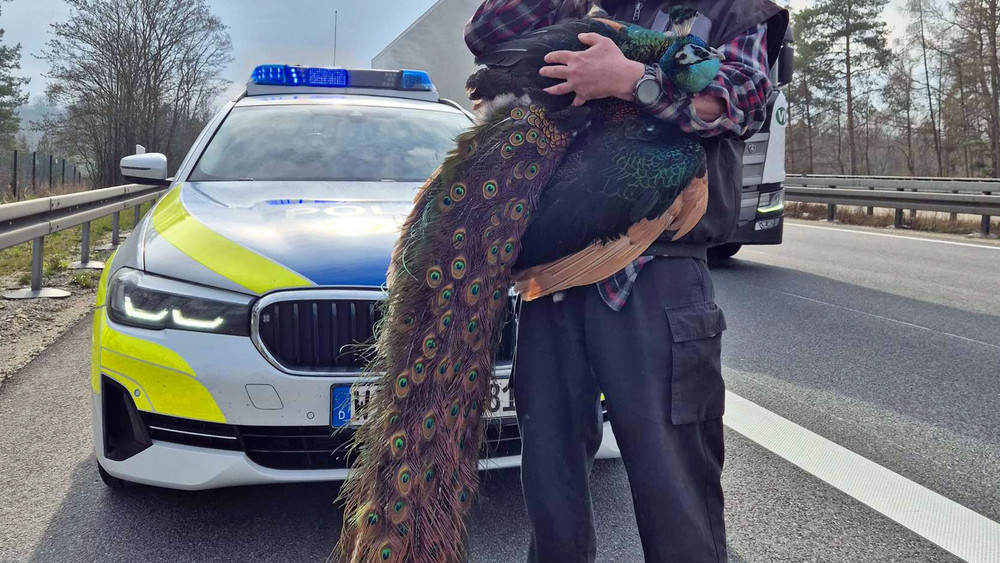 Ausgebüxter Pfau sorgt für Aufsehen und Verkehrsbehinderungen auf der Autobahn 44.