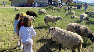 "Schafe-Kuscheln" für Familien