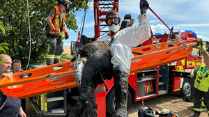 Kuriose Tierrettungen in Hessen: Husky auf Dach & Katze in Gülle