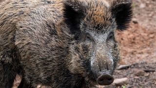 Wildschwein war ausgebüxt: Wildpark Knüll wieder geöffnet
